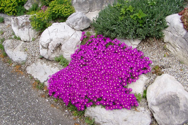 Steingarten blumen