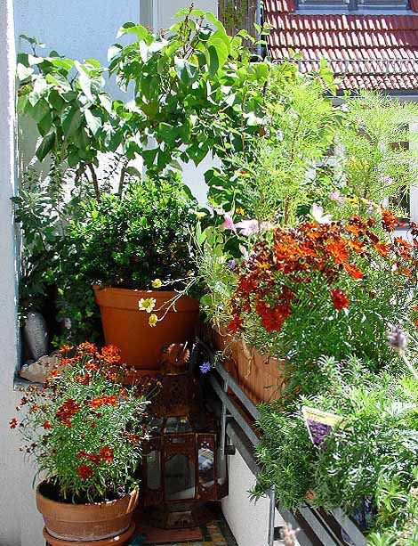 Kleinen balkon bepflanzen