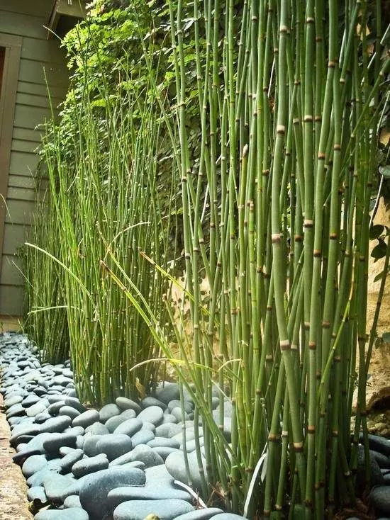 Bambus ideen garten