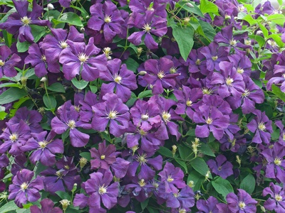 Balkon sichtschutz blumen