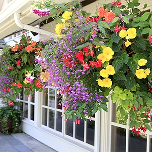 Südbalkon blumen