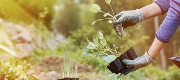 Garten gestalten tipps