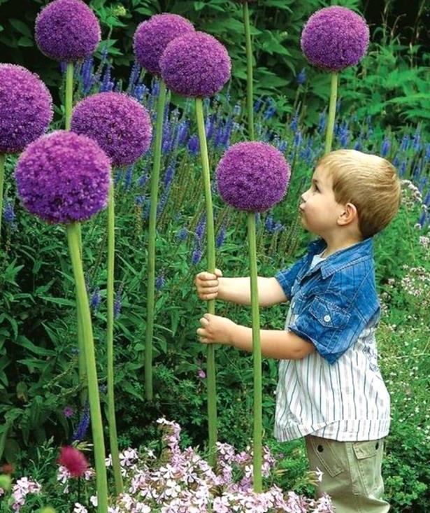 Ideen für gartengestaltung pflanzen