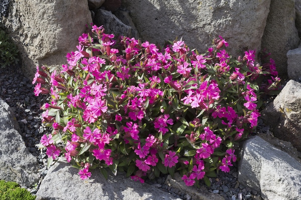 Steingarten blumen