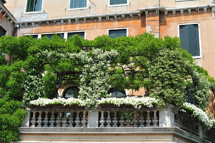 Balkon sichtschutz pflanzen