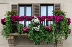 Balkonbepflanzung südbalkon
