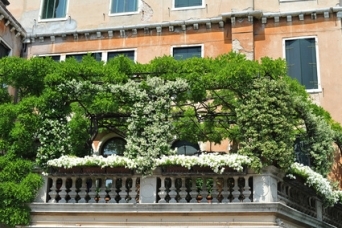 Ideen für balkonbepflanzung