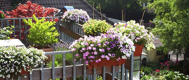 Südbalkon pflanzen