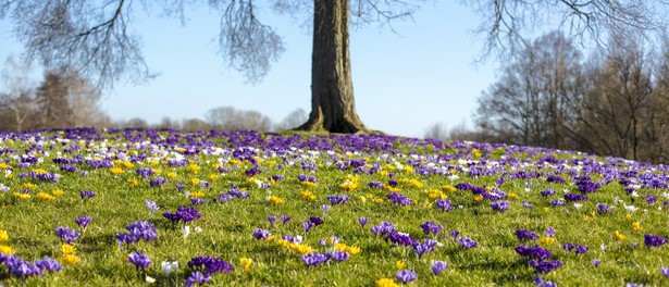 Garten im märz