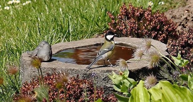 Wasser garten ideen