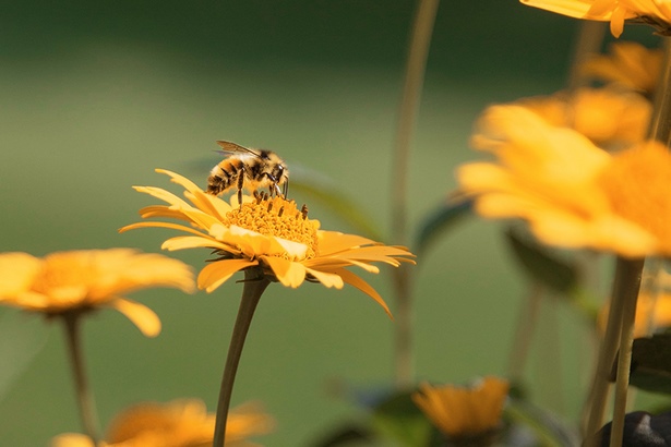 Wie kann ich meinen garten gestalten