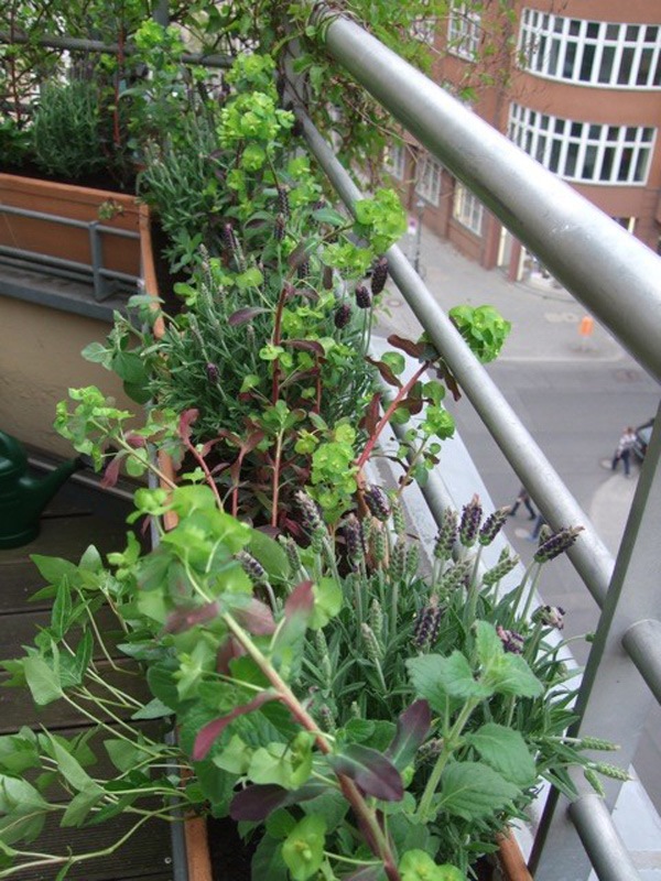 Bepflanzung kleiner balkon