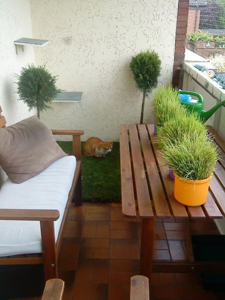 Katzen balkon gestalten