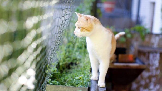 Katzen balkon ideen